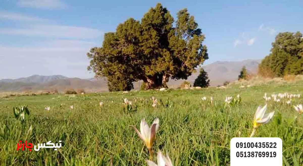 منطقه-ساردوئیه-تیکس چارتر